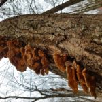 Fungal growth on tree