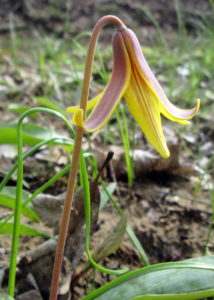 image of trout lily