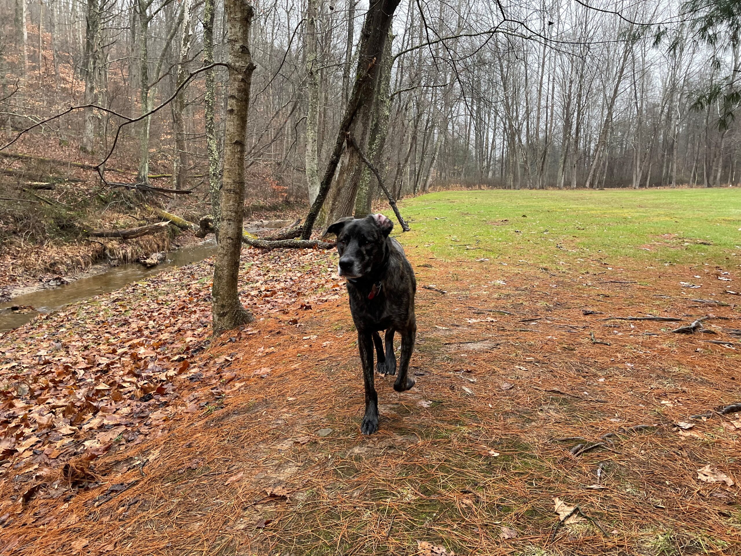Our Cabins are Pet Friendly Marsh Hollow