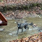 Dog playing in creek at Marsh Hollow cabins