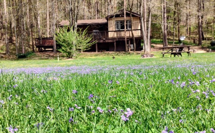 log cabin with violets in foreground