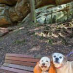 Two dogs near park bench in the Hocking Hills