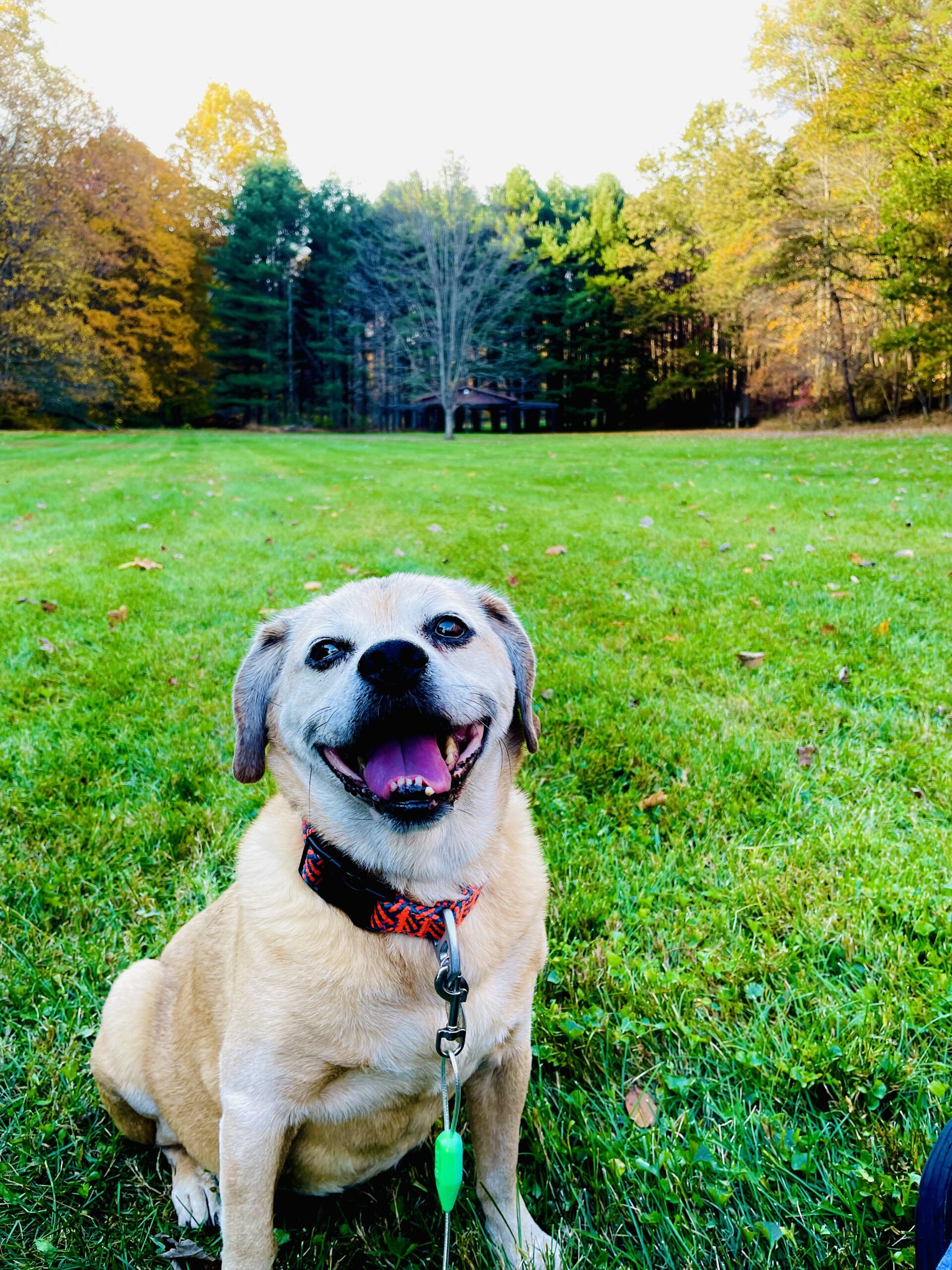 Our Cabins Are Pet Friendly Marsh Hollow