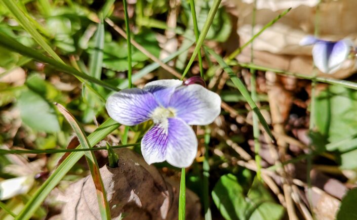 blue and white violet wildflower